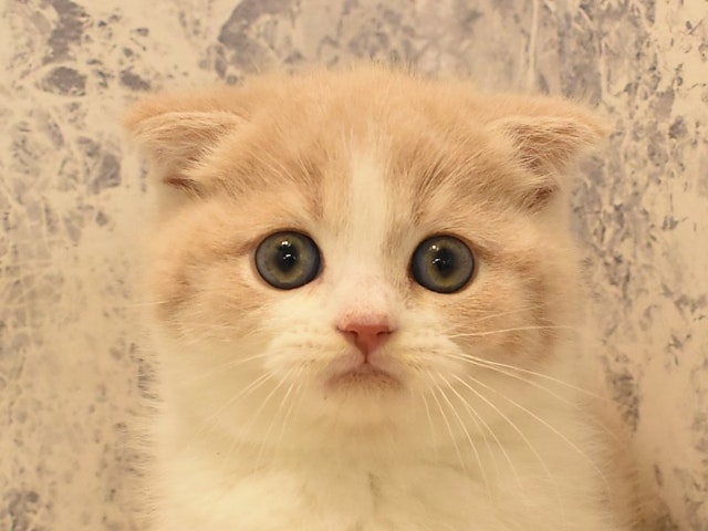 群馬県のスコティッシュフォールド (ペッツワンFC高崎東部店/2024年1月30日生まれ/男の子/クリームホワイト)の子猫